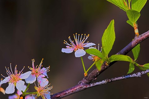 Framed White Flower Blooms On Branch Print