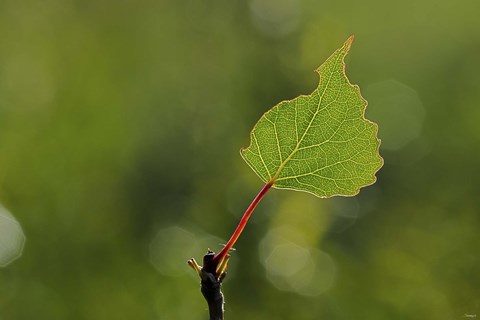Framed Single Leaf Print