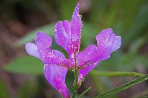 Framed Bloomed Magenta Flower And Dew Print