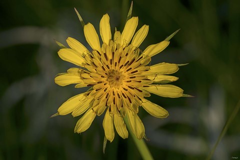 Framed Yellow Flower With Spiked Leaves  Closeup Print