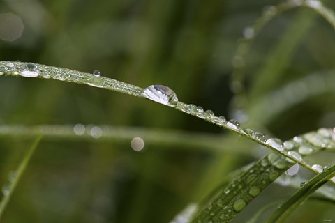 Framed North Shore Blades of Grass Covered In Dew Print