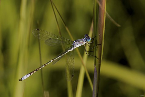 Framed Dragonfly And Blades Of Grass Print