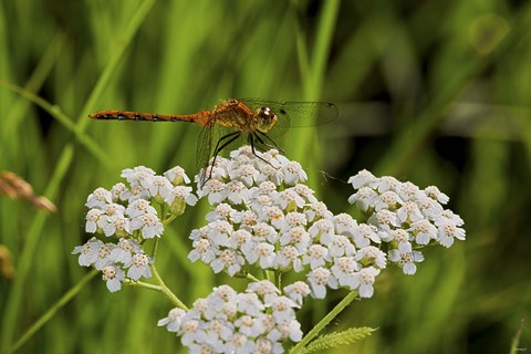 Framed Orang Dragonfly On White Wild Flowers Print