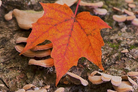 Framed Fallen Red Leaf Print