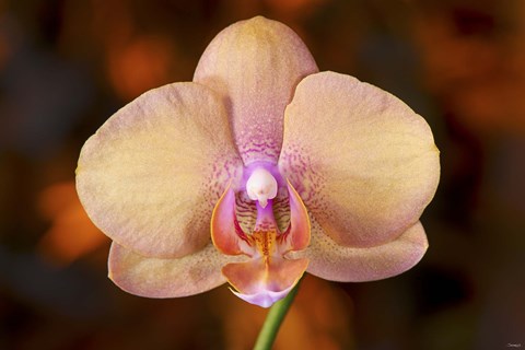 Framed Pink Spotted Flower On Red Print