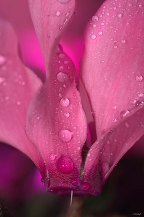 Framed Dew On Magenta Cyclamen Flower Print