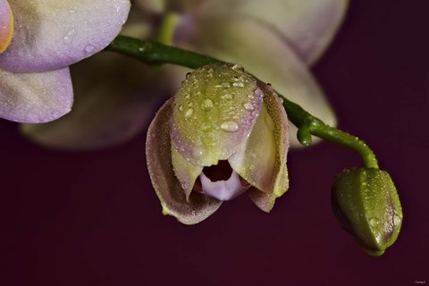 Framed Pink And Yellow Spotted Flower Buds Print
