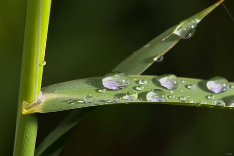 Framed Leaf And Stem With Dew Print