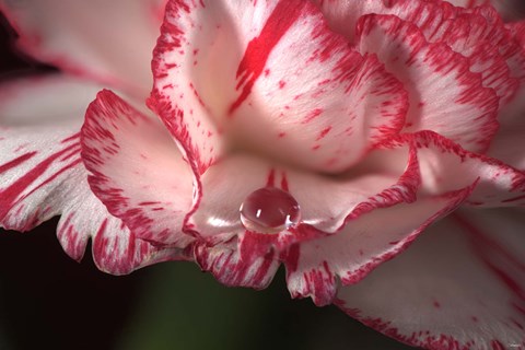 Framed Red And White Carnation And Raindrop Print