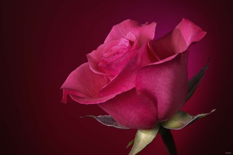 Framed Red Rose On Red Print