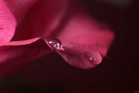 Framed Red Rose Petal And Two Raindrops Print