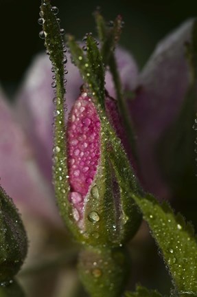 Framed Pink Flower Bud And Dew Print