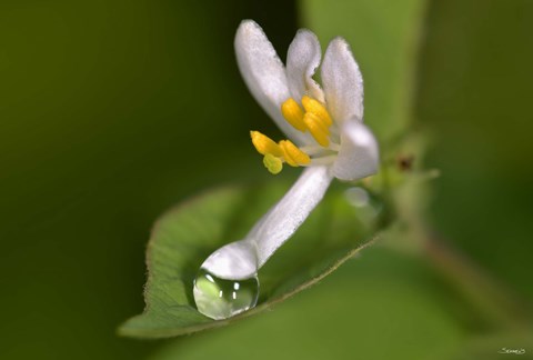 Framed Silver Flower And Raindrop Print