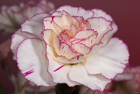 Framed Pink And White Carnation Print