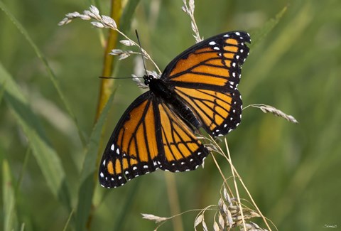 Framed Orange And Black Butterfly In Greenery Print