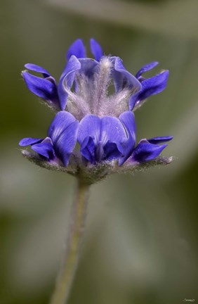 Framed Blue Flower On Stem Print