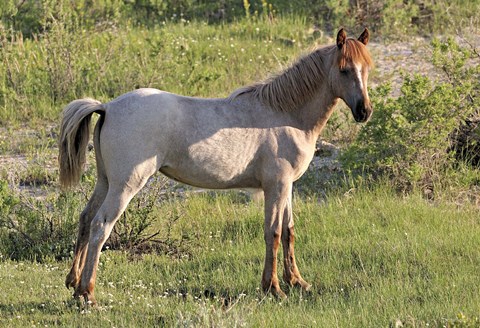 Framed Wildhorses 15 Print