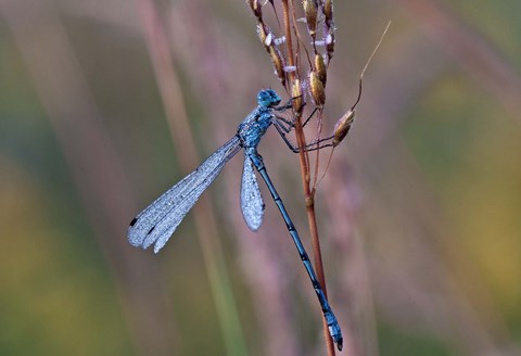 Framed Blue Dragonfly On Stem Print