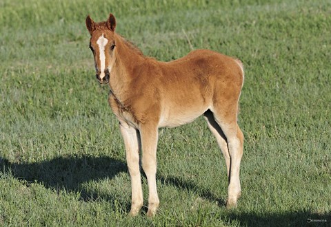 Framed Wildhorses 9 Print
