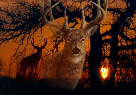 Framed Silhouettes Of Autumn Print