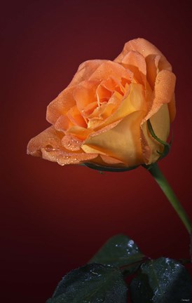 Framed Orang Rose On Red Glow Print