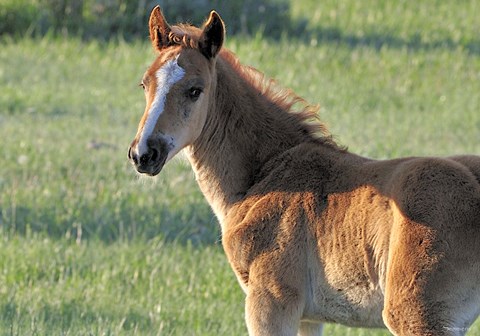 Framed Wildhorses 5 Print