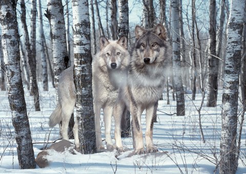 Framed Snow Shadows Print