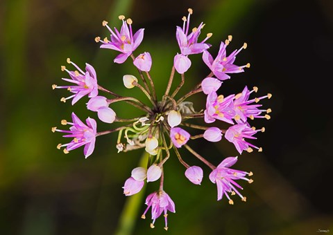 Framed Pink Small Flower Buds Print