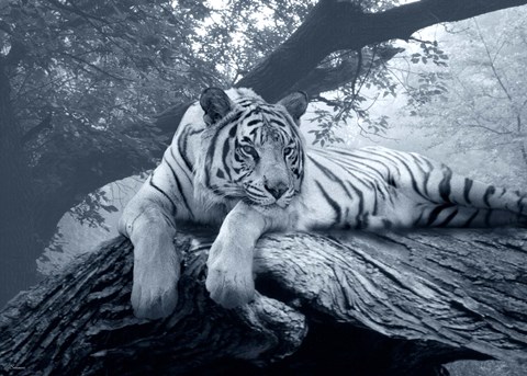 Framed Lazy Days Print