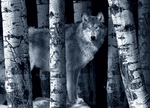 Framed Silver Tone Moon Shadows Print