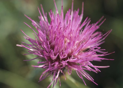 Framed Magenta Flower Bloom 48 Print