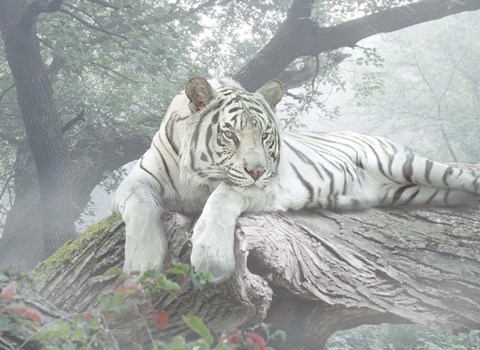 Framed Lazy Days Print