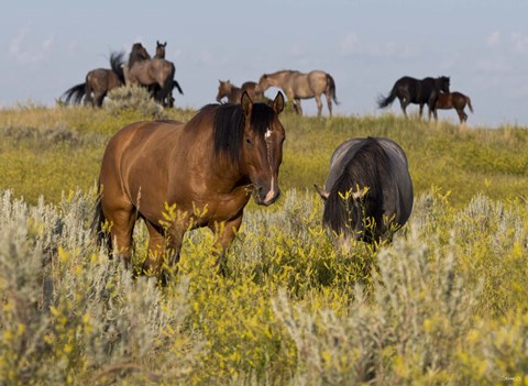 Framed Horses Grazing In Yellow Field II Print