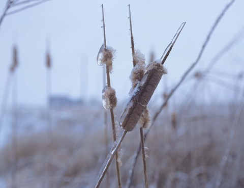 Framed Frosted Cattails I Print