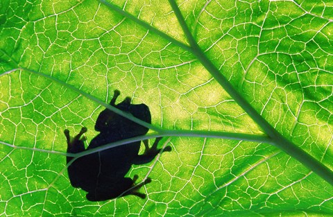 Framed Frog Silhouette On Leaf Print