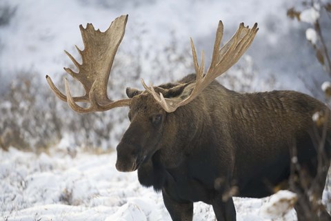 Framed Moose In Snow Print