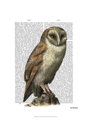 Framed Barn Owl Print