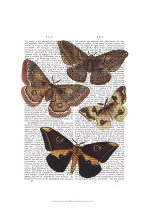 Framed Moth Plate 3 Print