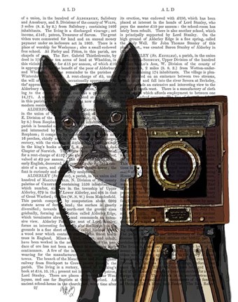 Framed Boston Terrier Photographer Print