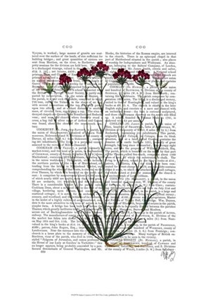 Framed Italian Carnation 4 Print