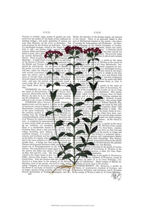 Framed Italian Carnation 6 Print