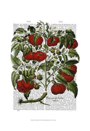 Framed Tomato Plant Print