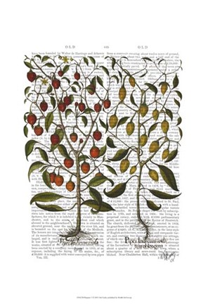 Framed Peppers 1 Print