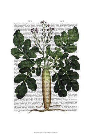 Framed Parsnip 2 Print