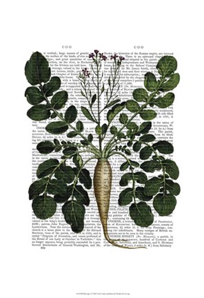 Framed Parsnip 3 Print