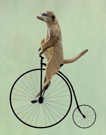 Framed Meerkat on Black Penny Farthing Print