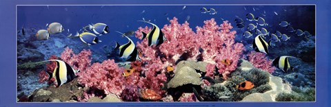 Framed Under the Sea Print