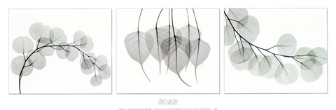 Framed Evergreen Triptych Print