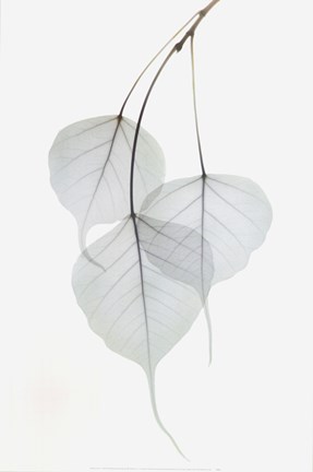 Framed Bo Tree Print