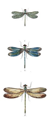 Framed Dragonfly Study I Print